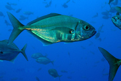 Uraspis helvola
