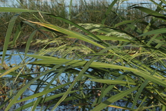 Zizania latifolia
