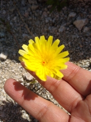 Malacothrix californica