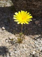 Malacothrix californica