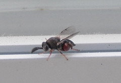 Brachymeria podagrica