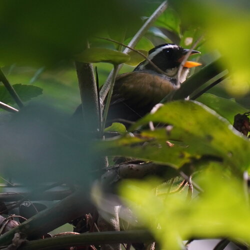 Half-collared Sparrow (Arremon semitorquatus), photo 2