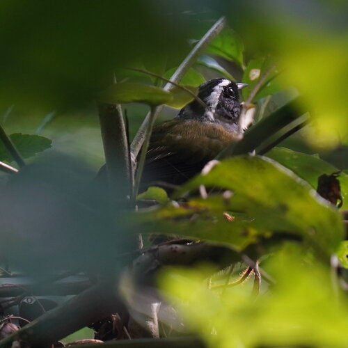 Half-collared Sparrow (Arremon semitorquatus), photo 2