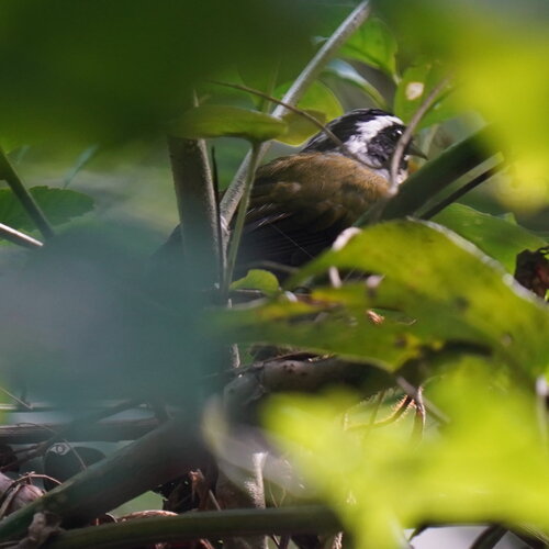 Half-collared Sparrow (Arremon semitorquatus), photo 5