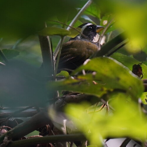 Half-collared Sparrow (Arremon semitorquatus), photo 6