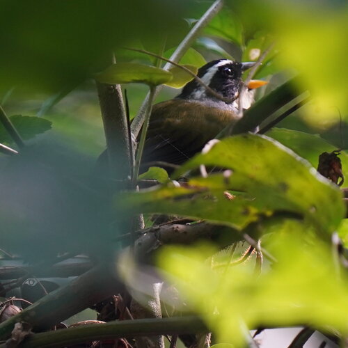 Half-collared Sparrow (Arremon semitorquatus), photo 7