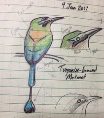 Eumomota superciliosa