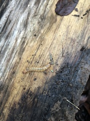 Dendroides canadensis