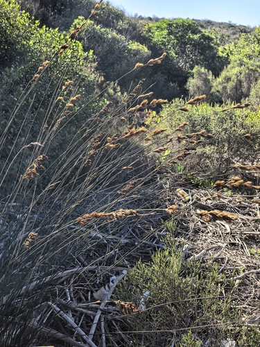 Thamnochortus insignis, photograph 3