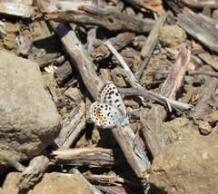 Euphilotes bernardino