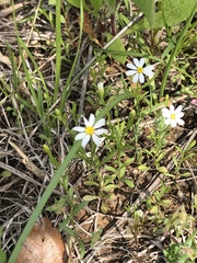 Chaetopappa asteroides