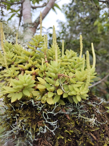 Peperomia hartwegiana, photograph 6