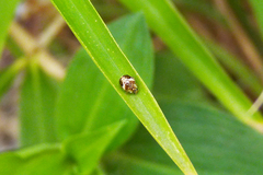 Psyllobora bicongregata