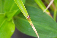 Psyllobora bicongregata