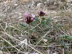 Astragalus cibarius