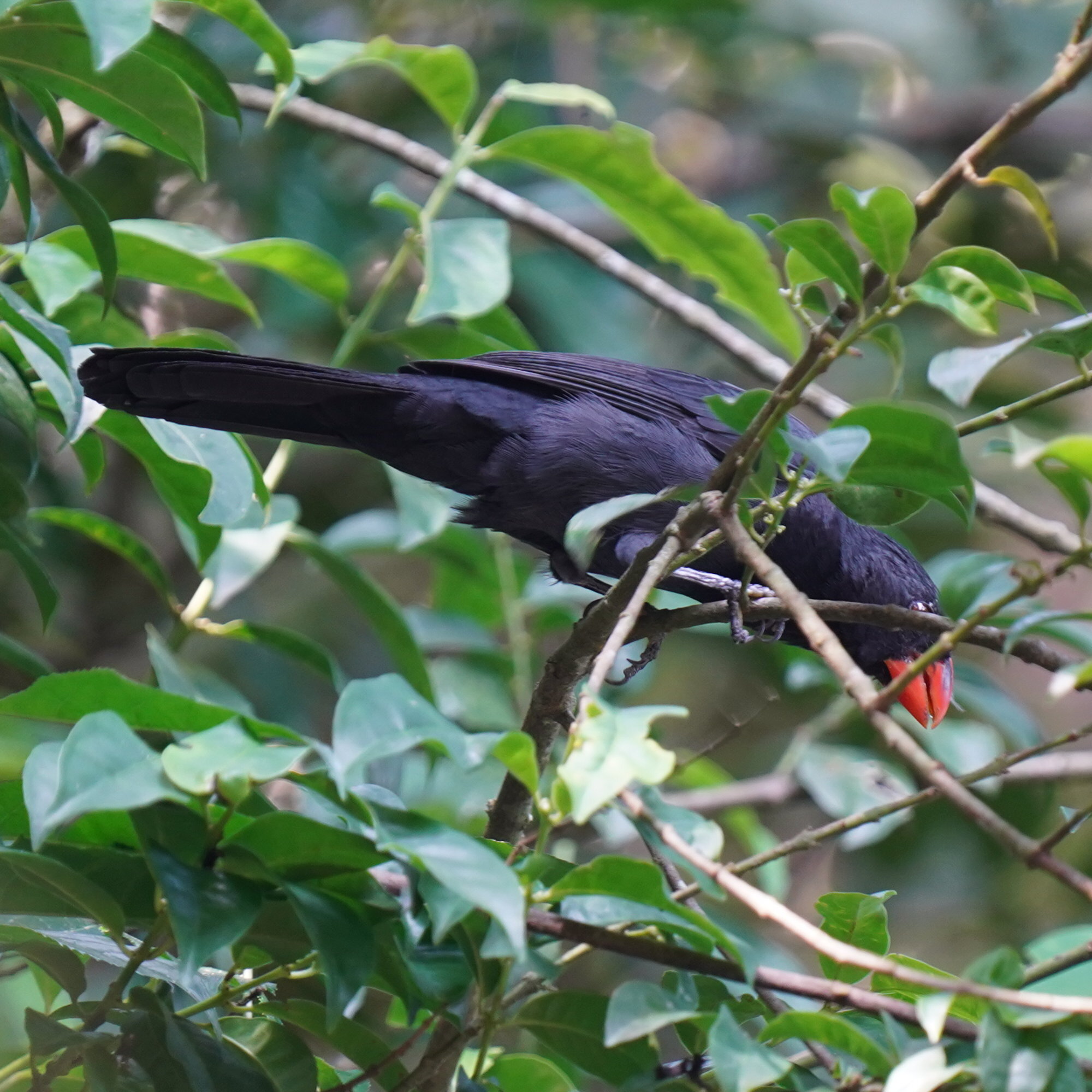 Black-throated Grosbeak (Saltator fuliginosus), photo 7