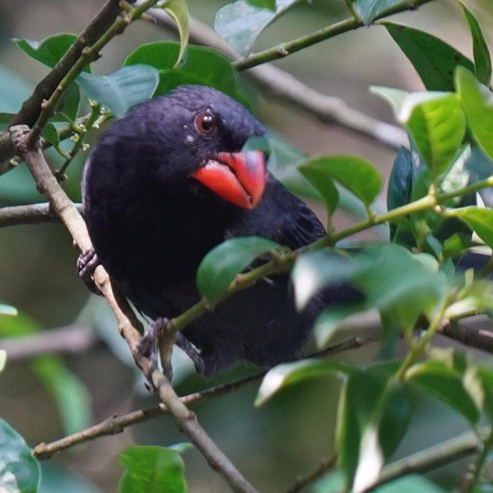 Black-throated Grosbeak (Saltator fuliginosus), photo 8