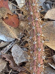 Selenicereus vagans