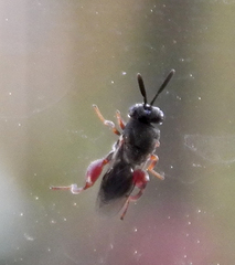 Brachymeria podagrica