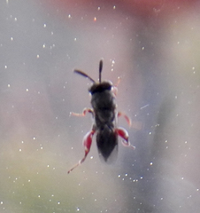 Brachymeria podagrica