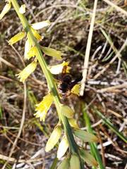 Anthidiellum perplexum