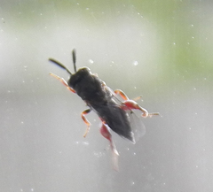 Brachymeria podagrica