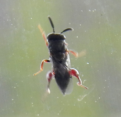 Brachymeria podagrica