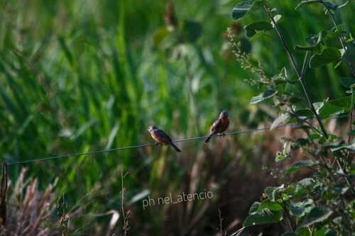 Ruddy-breasted Seedeater (Sporophila minuta), photo 4