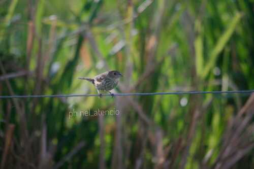 Ruddy-breasted Seedeater (Sporophila minuta), photo 5
