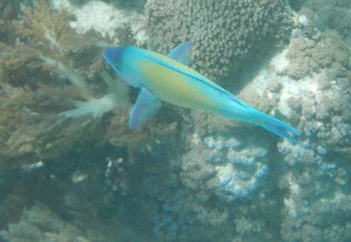 Scarus psittacus