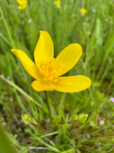 Ranunculus orthorhynchus, photograph 4