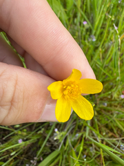 Ranunculus orthorhynchus, photograph (c) Parker James Lloyd, some rights reserved (CC BY)