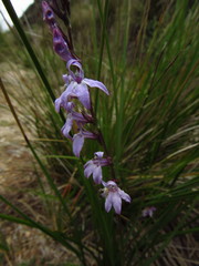 Lobelia camporum