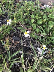 Bidens alba