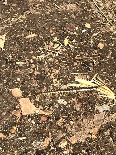 Mediterranean Banded Centipede