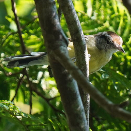 Rufous-margined Antwren (Herpsilochmus rufimarginatus), photo 4