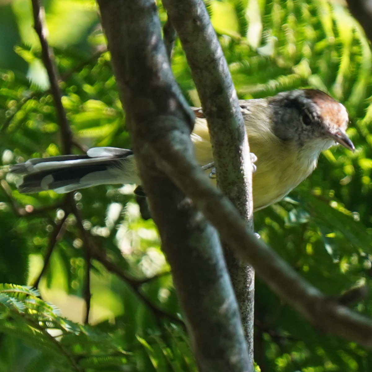Rufous-margined Antwren (Herpsilochmus rufimarginatus), photo 9