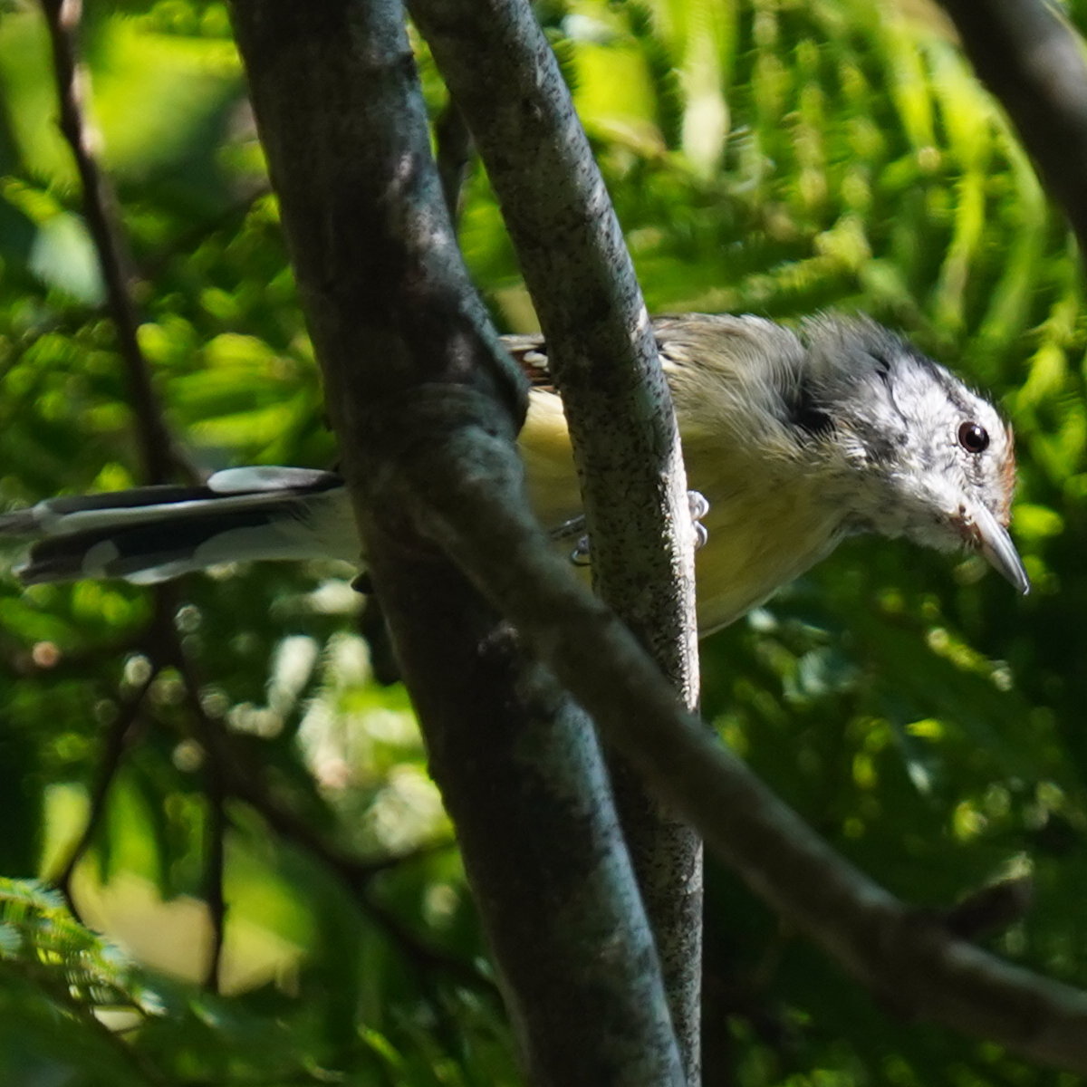 Rufous-margined Antwren (Herpsilochmus rufimarginatus), photo 10