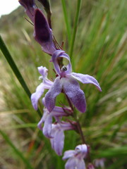 Lobelia camporum