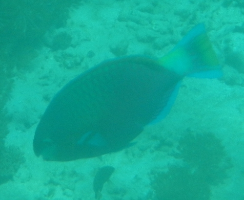Scarus quoyi