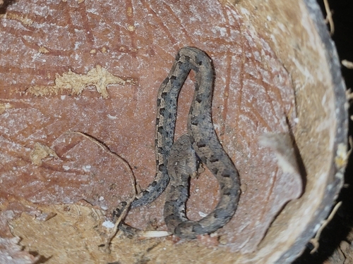 Hump-nosed Viper