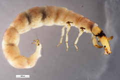 Rhyacophiloidea