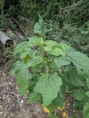 Croton megalobotrys, photograph (c) Shedron Mukhumo, some rights reserved (CC BY)
