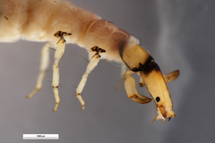 Rhyacophiloidea
