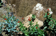 Erythranthe verbenacea