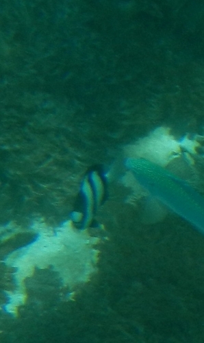 Dascyllus aruanus