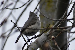 Baeolophus inornatus