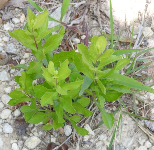 Solidago radula, photograph 2