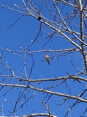 Haemorhous mexicanus