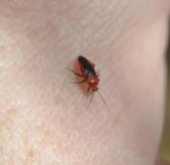 Tropidosteptes cardinalis